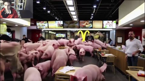 Over 20 Pigs Roam Around A McDonald's Restaurant Fake Funny Parody Video With Live Commentary