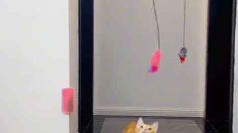 My Cat Is A Silly Cat