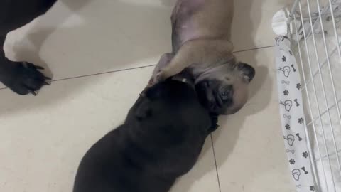 coco just gave cute puppies