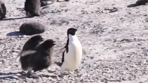 😂🐧 Hungry Penguin Chicks Chase Their Parents for Food! | FunFM