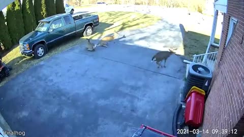 Funniest Animal Videos Ever