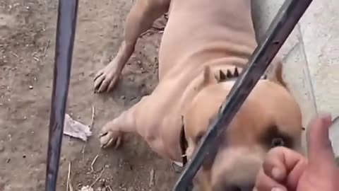 Pretending to be bitten by my dog 🐕