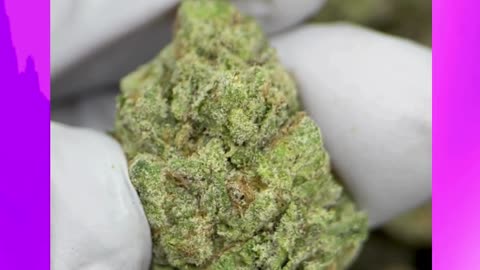 Krunch Berriez THCa Flower | Hybrid | Blueberry OG Funk | Social & Uplifting Vibes | Bulk #thca