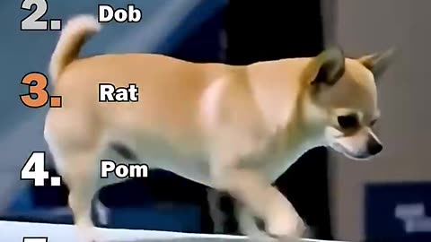 Ranking best Dogs olympic