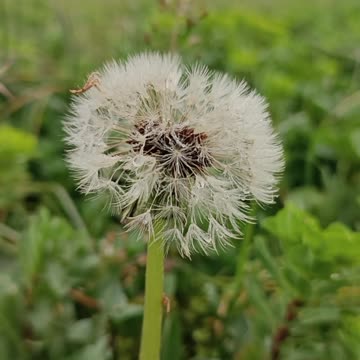 Wet Dandelion in Nature