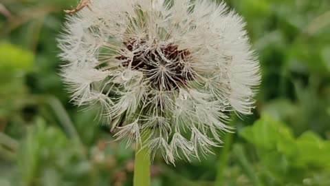 Wet Dandelion in Nature