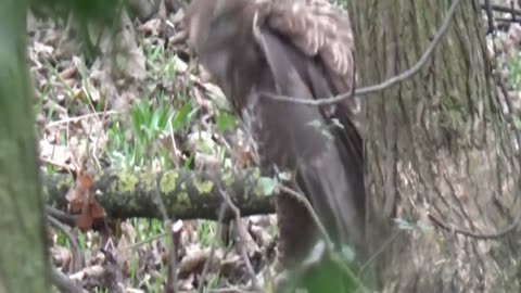 Buzzards Enjoying A Squirrel Breakfast_part3