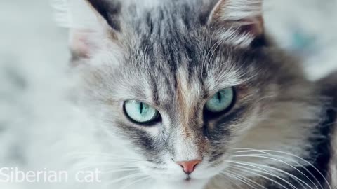 Beautiful cat breeds in the world| top 10