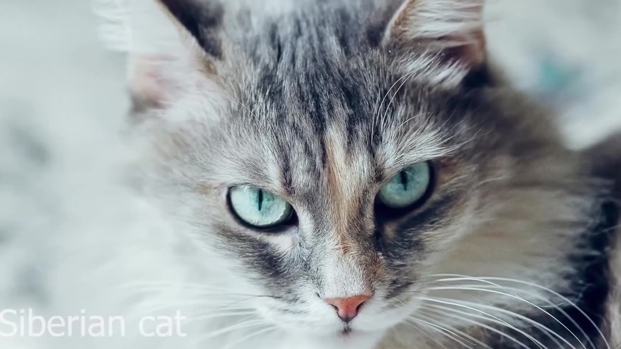 Beautiful cat breeds in the world| top 10
