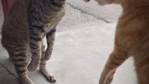Funny Cats Fighting 😹 | Hilarious Cat Fight Compilation 2025