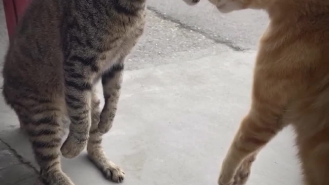 Funny Cats Fighting 😹 | Hilarious Cat Fight Compilation 2025