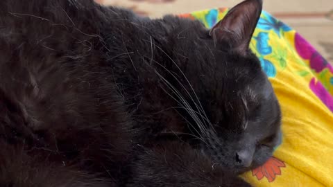 Cute Precious Piper Needs a Good Nap - My Adopted Shelter Cat Vlog