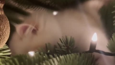 🐱🎄 My Cat Just Moved Into a New Home… and the Christmas Tree Blew Her Mind 😂✨