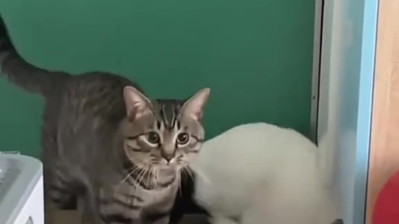 Cat fighting## 😀😀