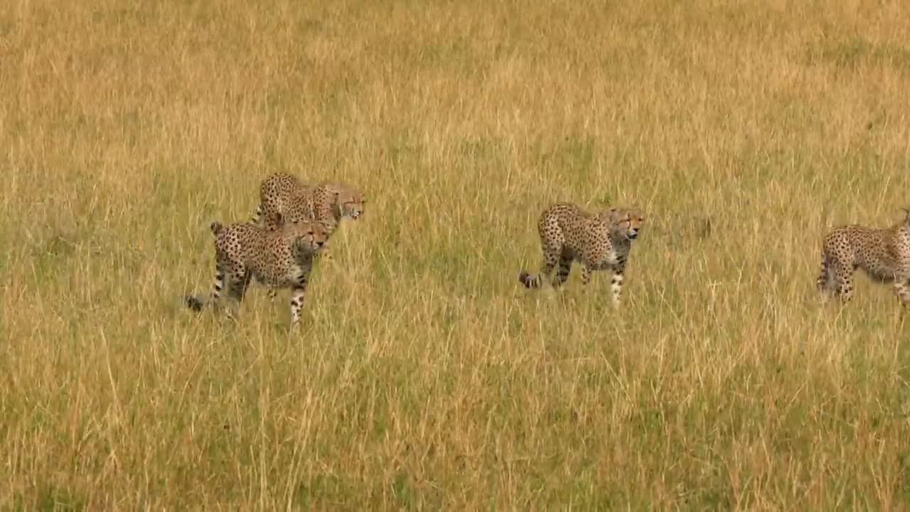 Cheetahs Africa Fastest Hunter Free Discovery Nature