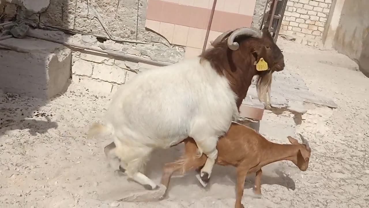 Amazing Boer goat