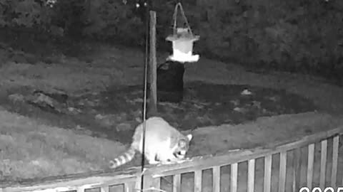 Alabama Raccoon