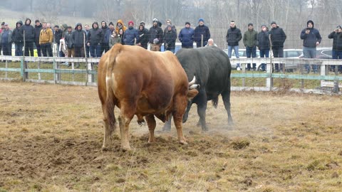 Zoro od Pičara vs Žuja od Palalića Vučipolje 2025