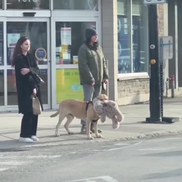 Sometimes all you need is your teddy bear on a walk.. 😊