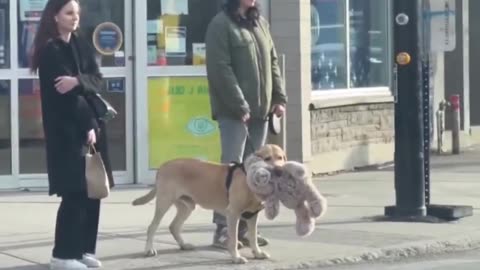 Sometimes all you need is your teddy bear on a walk.. 😊