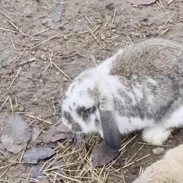 White and Grey Bunny Duo Chilling Together 🐰🐰