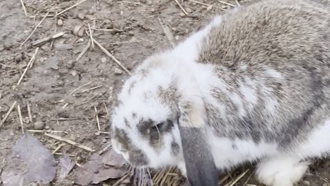 White and Grey Bunny Duo Chilling Together 🐰🐰