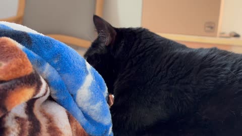 Cute Precious Piper Loves Her Kitten Time - My Adopted Shelter Cat Vlog