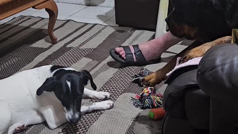 How to Steal a Rottweiler's Toy