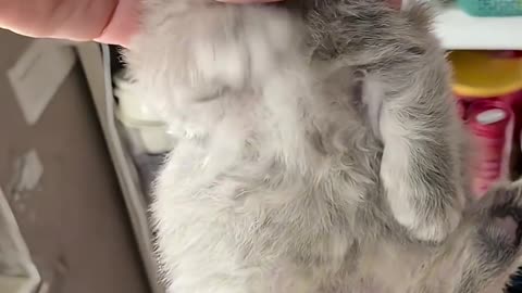 Funny Cats