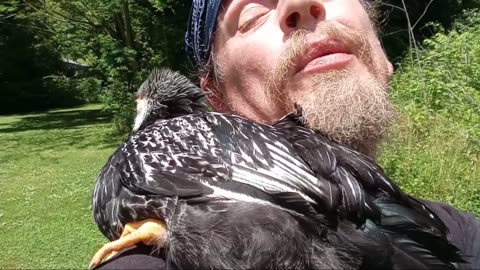 Discussing The Chickens And The Bees With Little Stanley And Other Stuff...
