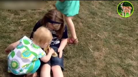 Animals play with children#