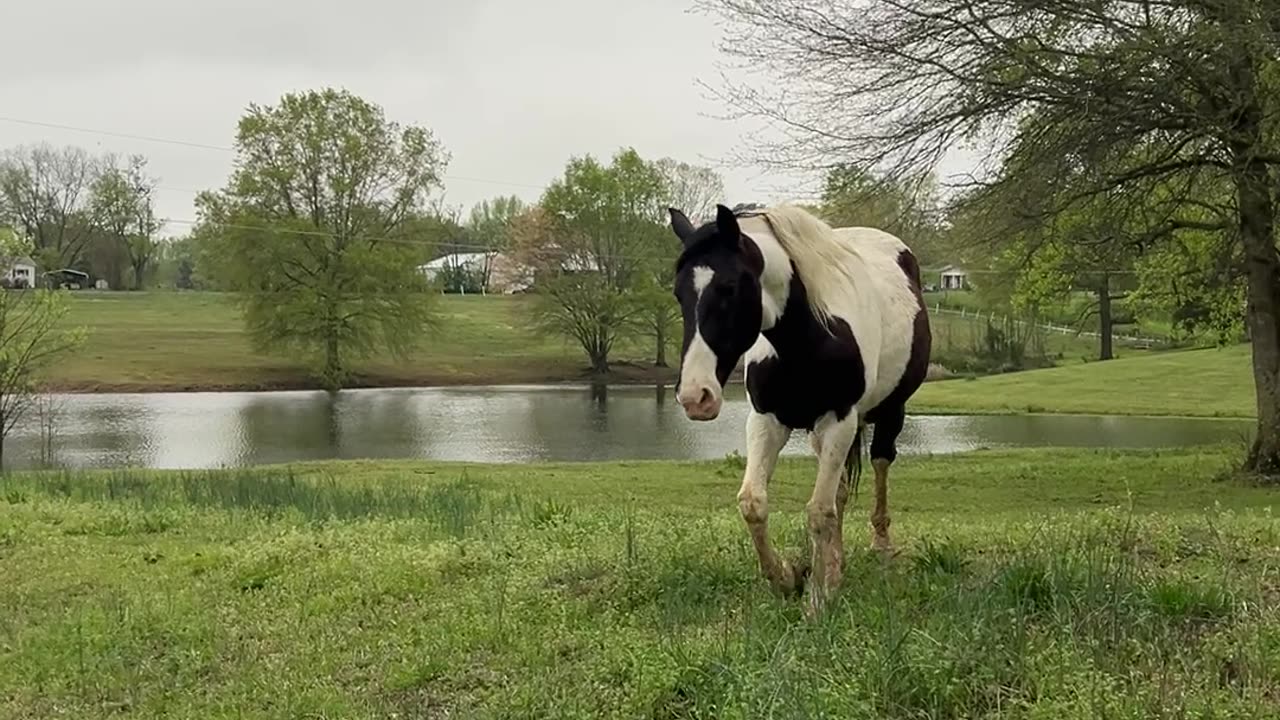Horse Confused By Hooded Stranger That Sounds Like Mom