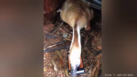 Funny video dogs and cats 2025🤣🤣