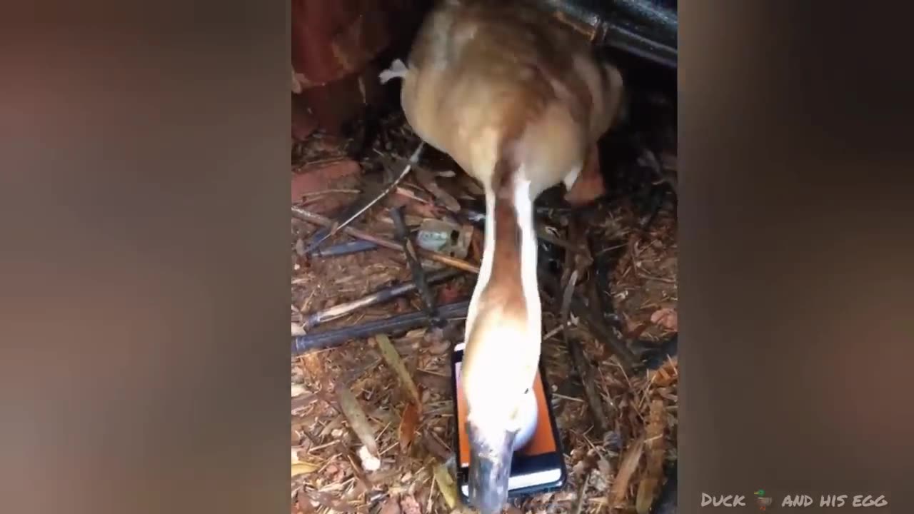 Funny video dogs and cats 2025🤣🤣