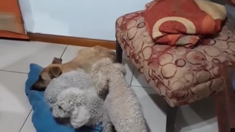 Dogs Steal Blanket From Friend