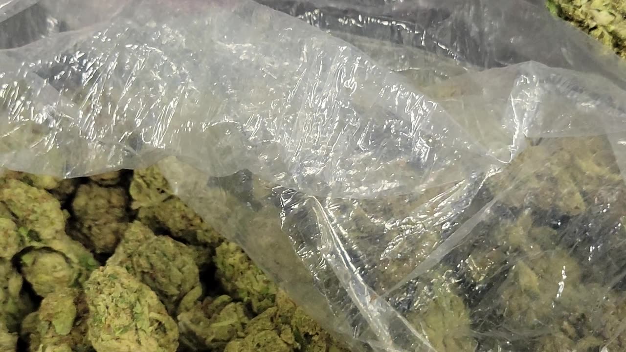 Gelato 41 Flower By the Ounce