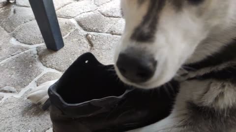 Husky has a weird obsession with safety boots
