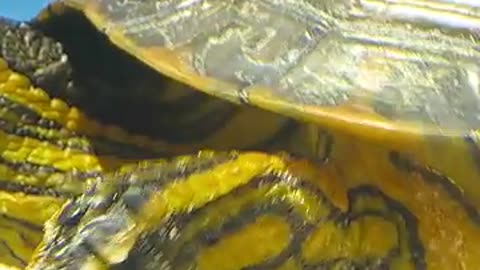 Must Watch: For a water turtle, it seems like an impossible journey. #wildlife #