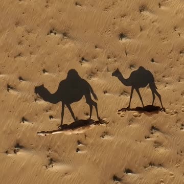 Did you know that camels have a similar walking style to giraffes 🧡 #Shorts #Animals #Wildlife