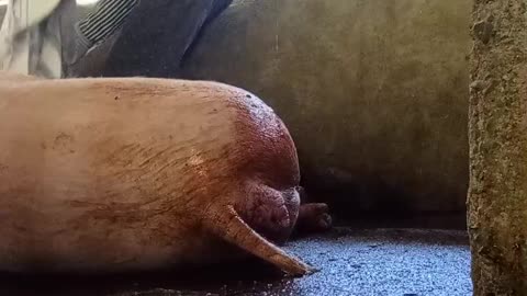 Mother Pig is Giving birth