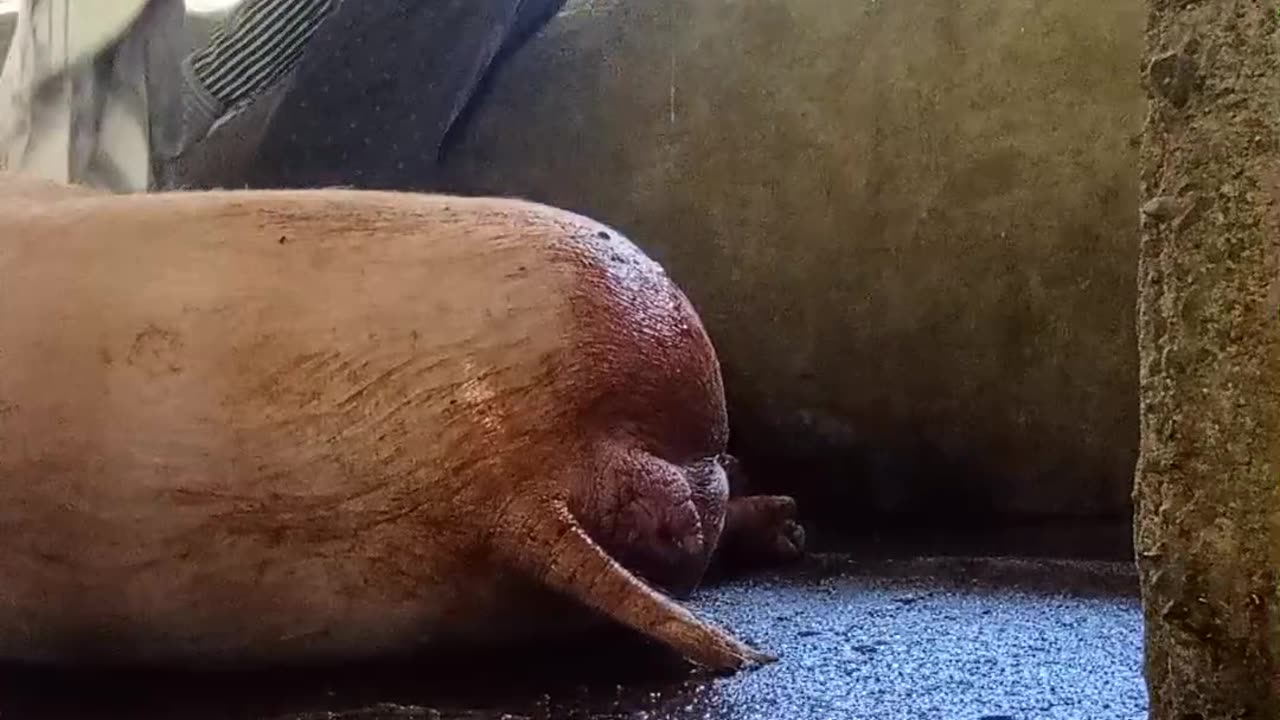 Mother Pig is Giving birth