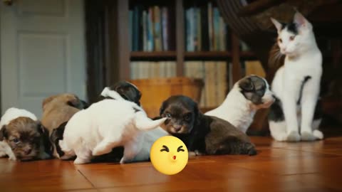 CUTEST Puppies! 🐶💕