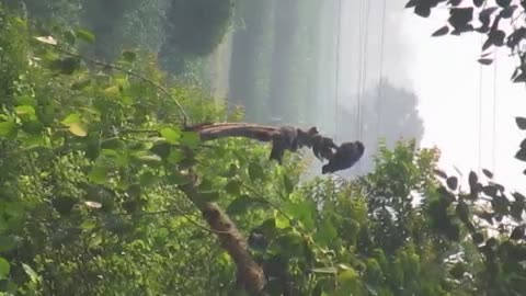 nature