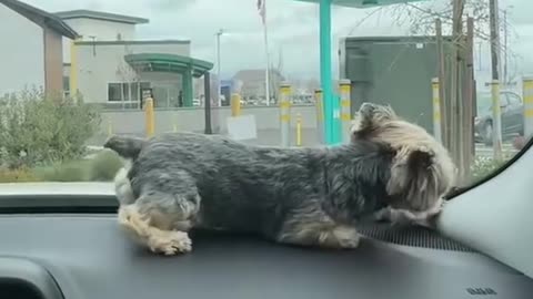 Dog vs windshield wipers 😂