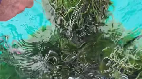 Turtle Caught in Commercial Fishing Net Saved!