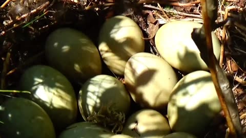 Duck Eggs