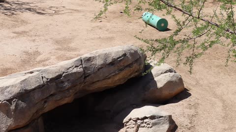 Cantaloupes at El Paso Zoo in Texas