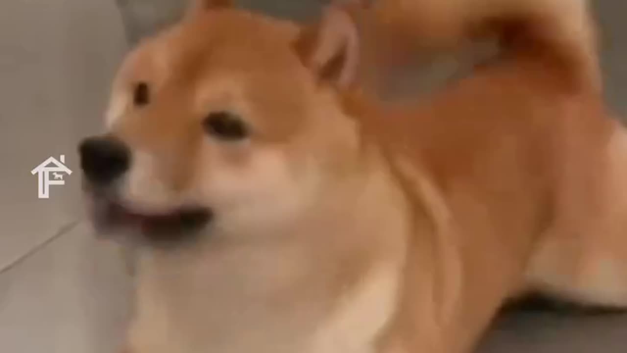 funny doggys