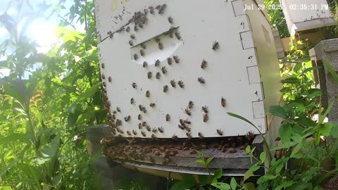 Bees on a Tuesday Afternoon