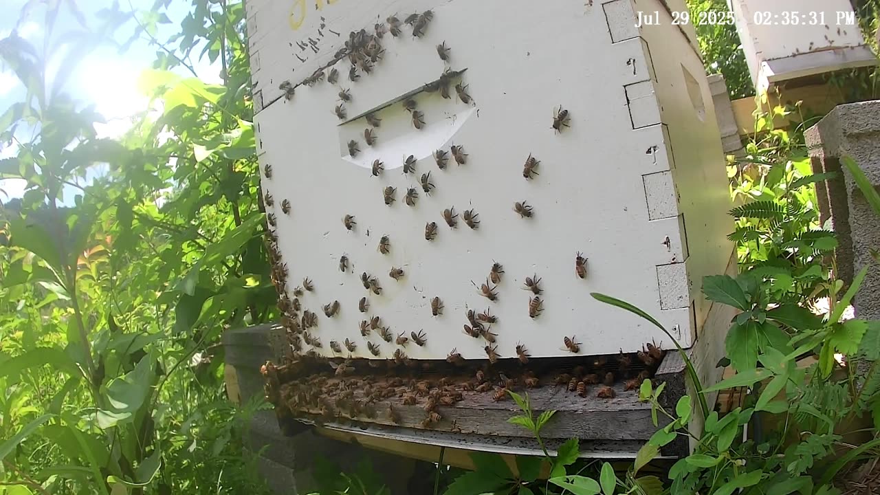 Bees on a Tuesday Afternoon